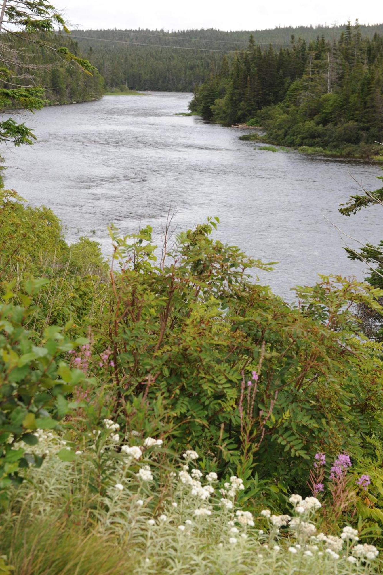 Riverside Chalets River of Ponds Luaran gambar